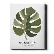 Botanical Studies – Monstera