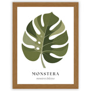 Botanical Studies – Monstera