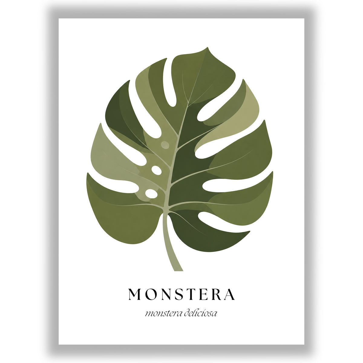 Botanical Studies – Monstera