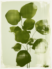 Botanical Impressions - Olive Leaves