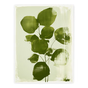 Botanical Impressions - Olive Leaves