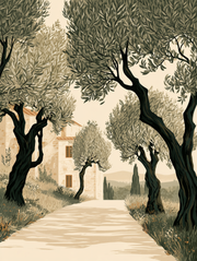 Tuscan Days - Olive Grove