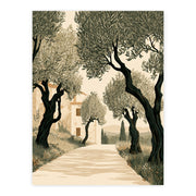 Tuscan Days - Olive Grove