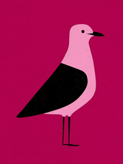 Chip Thief - The Gull