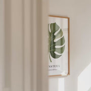 Botanical Studies – Monstera