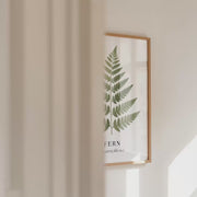 Botanical Studies – Fern