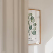 Botanical Studies – Eucalyptus